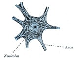 Gray's Anatomy Fig. 626 - Motor nerve cell from ventral horn of medulla spinalis of rabbit. The angular and spindle-shaped Nissl bodies are well shown. (After Nissl.)