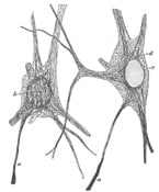 Grays Anatomy Fig. 629