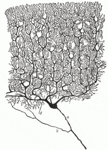 Henry Gray (1825–1861). Anatomy of the Human Body (1918): Cell of Purkinje from the cerebellum. Golgi method. (Cajal.) a. Axon. b. Collateral. c and d. Dendrons.