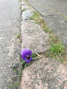 Das zarte Pflänzchen der Selbstorganisation